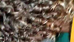 I swallow that fat latin cock and cum all over it, oops