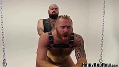 Hairy bear fucks blond gay after bj