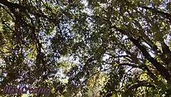 Naked in Park Hammock, He Touches My Cock Until I Cum with People Passing - Misscreamy