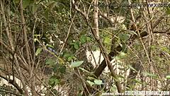 Slutty Teen 18+ Girl Sucking Strangers Cock On Street