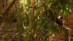 Madison Ivy Fucks Her Stepdaddy's Boobs