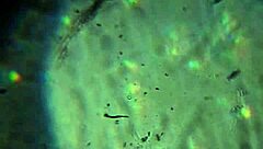 aqui tienes mas de mi esperma para preñarte 😏