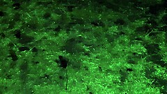 Village Girl Masturbates Intensely in Cold Barn