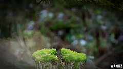 Wankz - Deanna Dare Gives Exciting Handjob With Deepthroat And Facial