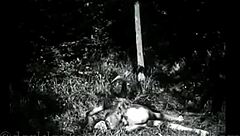 Classic vintage hairy pussy beaver shots