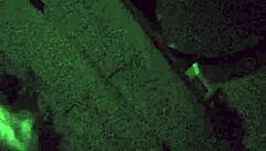 Can You Handle Cody Roy's Beast?