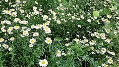 i spy neighbor masturbating to orgasm