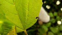 i spy neighbor masturbating to orgasm