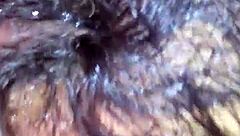 Thick hairy pussy bitch gets wet nipples sucked while riding cock