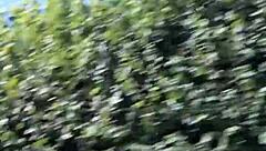 Hey, check out my naughty housewife flashing her tits in this homemade car selfie!