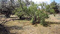 Who knew this shy aboriginal could dance so wildly in costume!