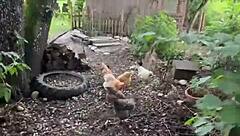 Chicken Feeding Station Highlights Cool Tattoos With Tattedup Inkedgirl And Tattooart Vibes