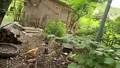 Chicken Feeding Station Highlights Cool Tattoos With Tattedup Inkedgirl And Tattooart Vibes