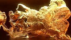 Vale Cortez First BBC Anal Gape Squirt Prolapse