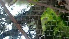 exhibitionist bares ass for intense anal pounding