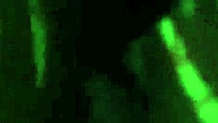 why are you so horny for that gay cock solo?