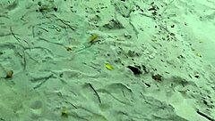 i am going to scissor your neck until you submit