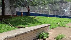 mary redqueen and bland10 in intense anal doggystyle with big black cock