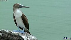 lina jones and victor bloom star in this latina european spanish production