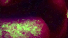 shelby love is the ultimate meat eater with her skills