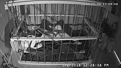 Cagecam Feed From Bound Gay Cage